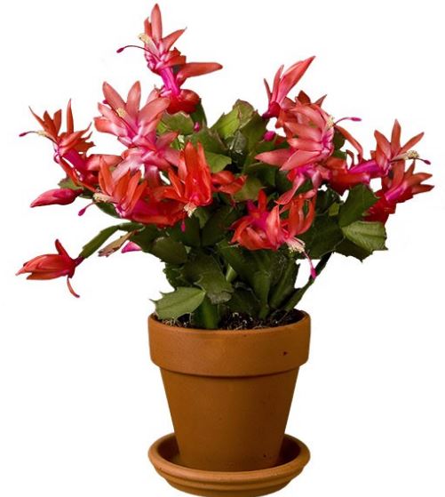 Christmas Cactus